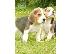 PoulaTo: Prekrasna štenad Beagle.